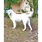 Santiago Affettuoso Giovane mix Maremmano - Foto n. 2