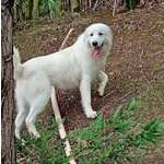 🐶 Altra Razza maschio in adozione a Milano (MI) e in tutta Italia da privato