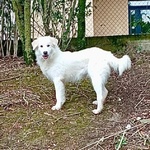 Santiago Affettuoso Giovane mix Maremmano - Foto n. 3