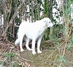 Ortensia Giovane Affettuosa mix Maremmano - Foto n. 2