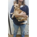 Mia Dolce Cagnolina Taglia mini Cerca casa - mix Chihuahua in Adozione - Foto n. 2
