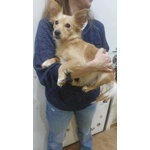 Mia Dolce Cagnolina Taglia mini Cerca casa - mix Chihuahua in Adozione - Foto n. 3