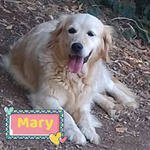 Mary Dolcissima Golden Retriever Cerca casa - in Adozione! - Foto n. 1