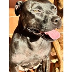 Sparta Cagnolona American Pitbull Terrier Cerca casa - in Adozione - Foto n. 4