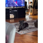 Sparta Cagnolona American Pitbull Terrier Cerca casa - in Adozione - Foto n. 5