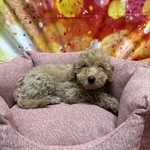 Cucciola di Maltipoo Crema Femmina - Foto n. 3