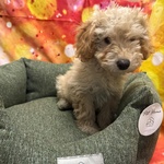 Cucciolo di Maltipoo Crema Maschio - Foto n. 4