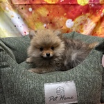Cucciolo di Volpino di Pomerania Fulvo Maschio - Foto n. 3