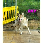 Sky ed Alpha Meravigliosi Husky - Foto n. 2