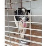 Hulk 4anni cane Pastore ama Carezze e Compagnia - Foto n. 2