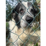 Hulk 4anni cane Pastore ama Carezze e Compagnia - Foto n. 3