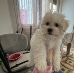 Maltese Cucciola - Foto n. 1