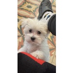 Maltese Cucciola - Foto n. 2