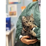 Benny-Bo Dolce Gattino 3 mesi Cerca casa - in Adozione - Foto n. 2