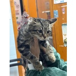 Benny-Bo Dolce Gattino 3 mesi Cerca casa - in Adozione - Foto n. 3