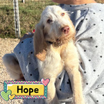 Hope Dolce Cucciola 4 mesi Spinone Italiano Cerca Casa - Foto n. 1