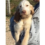 Hope Dolce Cucciola 4 mesi Spinone Italiano Cerca Casa - Foto n. 2