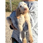 Hope Dolce Cucciola 4 mesi Spinone Italiano Cerca Casa - Foto n. 3