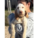 Hope Dolce Cucciola 4 mesi Spinone Italiano Cerca Casa - Foto n. 5