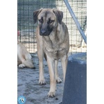 Se ami i cani Sensibili, Plinio ti sta Aspettando - Foto n. 2