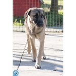 Se ami i cani Sensibili, Plinio ti sta Aspettando - Foto n. 4