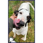 🐶 Segugio femmina in adozione a Milano (MI) e in tutta Italia da privato