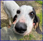 Moira 7anni Dolcissima Segugia - Foto n. 2