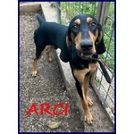 🐶 Segugio maschio in adozione a Roma (RM) e in tutta Italia da privato