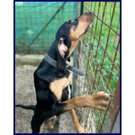 Arci Segugetto 2 anni si Dispera in Canile - Foto n. 2