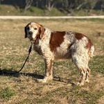 Jack Breton puro Cerca casa - Adozione del Cuore - Foto n. 2