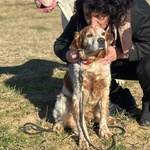 Jack Breton puro Cerca casa - Adozione del Cuore - Foto n. 4