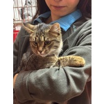 Grey Dolce Gattino Cerca casa - Adozione del Cuore - Foto n. 2