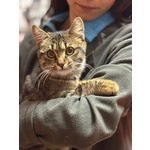 Grey Dolce Gattino Cerca casa - Adozione del Cuore - Foto n. 3