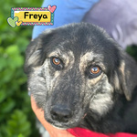 🐶 Altra Razza femmina di 11 mesi in adozione a Latina (LT) e in tutta Italia da associazione animali