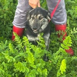 Freya Dolce Cagnolina Mamma Border Collie Cerca casa - in Adozione - Foto n. 5