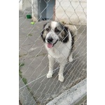 🐶 Altra Razza femmina in adozione a Catania (CT) e in tutta Italia da privato