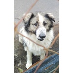 Cagnoline in Adozione - Foto n. 2