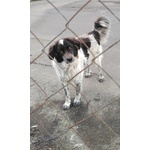 Cagnoline in Adozione - Foto n. 3