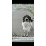 Cagnoline in Adozione - Foto n. 4