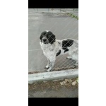 Cagnoline in Adozione - Foto n. 5