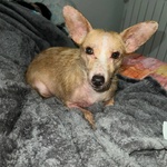 Agata Dolce e Tenera Cerca casa - Adozione del Cuore - Cagnolina 5 kg 3 Anni - Foto n. 2