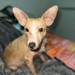 Agata Dolce e Tenera Cerca casa - Adozione del Cuore - Cagnolina 5 kg 3 Anni - Foto n. 3