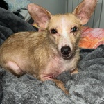 Agata Dolce e Tenera Cerca casa - Adozione del Cuore - Cagnolina 5 kg 3 Anni - Foto n. 4