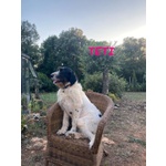 Teti e Calipso Sorelline da Adottare - Foto n. 2