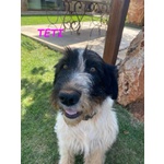 🐶 Altra Razza femmina in adozione a Milano (MI) e in tutta Italia da privato