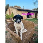 Teti e Calipso Sorelline da Adottare - Foto n. 3