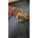 Disponibili Bellissimi Maschietti di Bracco Ungherese (vizsla) - Foto n. 3