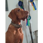 Disponibili Bellissimi Maschietti di Bracco Ungherese (vizsla) - Foto n. 4
