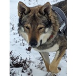 🐶 Lupo Cecoslovacco maschio di 3 anni e 1 mese in accoppiamento a Torino (TO) e in tutta Italia da privato