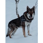 Accoppiamento - Foto n. 3